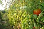 Photos of Pansion Ivanka Barac