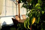 The Garden Backpacker - Image 9