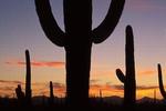 Hotel Tempe/Phoenix Airport InnSuites - Image 2