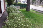 BB Clara - Image 6