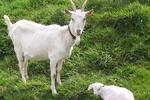 Fairy Fort Farm Hostel - Image 10