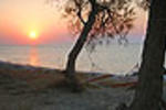 Olympia Mare - Image 2