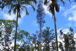 A Beautiful Day (Nani La 'Ao)