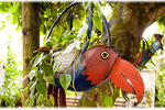 Iguana - Image 9