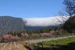 Finca El Gallo - Image 2
