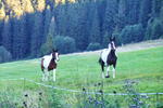 Privat Nemesany - Image 2