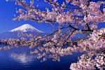 Photos of Guesthouse Sakuya