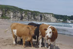 Whitepark Bay Hostel - Image 8