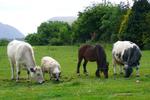 Inveraray Farm Guest House - Image 10