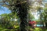 Photos of Hotel La Rosa de America