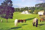 Muckross Stables Farm House