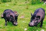 Photos of Muckross Stables Farm House
