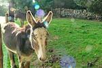 Photos of Muckross Stables Farm House