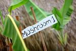 Mushroom Point - Image 4