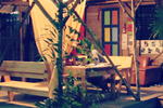 Photos of The Funky Dodo Backpackers Hostel