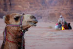 Wadi Rum Desert Camp - Image 4