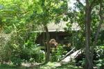 Dover Woods Guest House, St Lawrence Gap