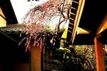 Guesthouse Nara Backpackers - Image 2