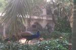 Shahar Palace - Image 4