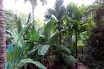 Photos of Jose Farms Homestay