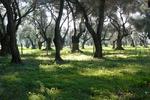 Camping Kalamitsi - Image 1