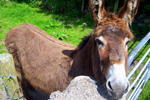 Valleylodge Farm Hostel - Image 7