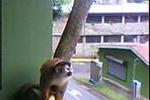 Central Backpackers Quepos - Image 2