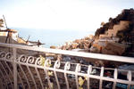 Ludovica Type D