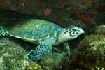 Nova Villa Tortuga - Image 10
