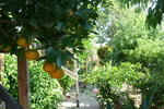 Orange Mango Garden Hostel - Image 6