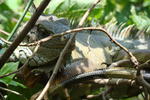 Iguana Backpackers - Image 4