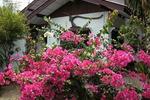 Orchid Home