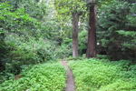 Jardin du Sequoia - Image 10