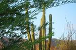 Photos of Taganga Suites