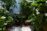 Orange Pekoe Guesthouse - Image 5