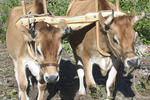 D Acres Organic Farm and Homestead - Image 1
