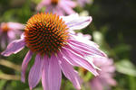 D Acres Organic Farm and Homestead - Image 7