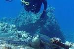 Lahaina's Last Resort - Image 2