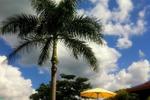 Coral Seas Garden - Image 4