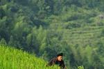 Dazhai Dragon's Den Hostel in Rice Terraces - Image 5