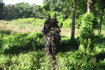 Sauraha Resort - Image 5