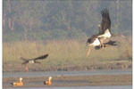 Sauraha Resort - Image 8