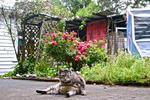 Photos of Fat Cat Backpackers
