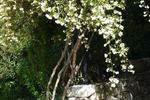 La Beaufortine - Image 4