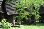 Banana Patch - Image 3