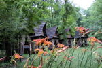 Banana Patch - Image 4