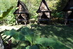 Banana Patch - Image 7