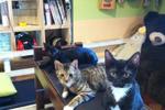 Hostel Dandelion - Image 9