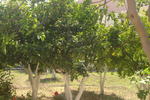 Hariklia Rooms - Image 10