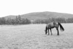 BallynaFagh Farm - Image 3